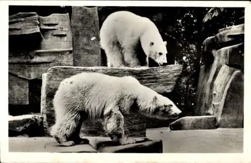 Ak Zoologischer Garten Wassenaar, Eisbären