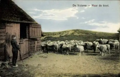 Ak De Veluwe, Naar de kooi