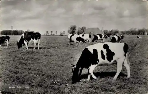 Ak Mooi Friesland, Kühe