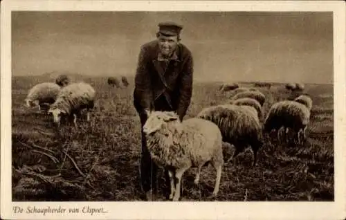 Ak Der Hirte von Elspeet, Schafe