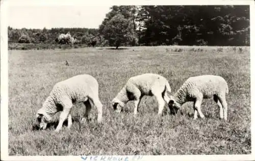 Ak Niederlande, weidende Schafe