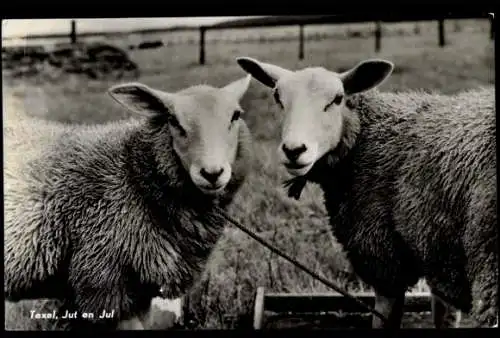 Ak Texel Nordholland Niederlande, Vliegkamp de Mok, Zwei Schafe auf einer Weide