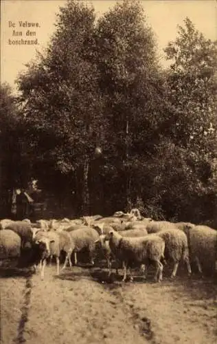 Ak Hoge Veluwe Gelderland Niederlande, Schafe auf einer Lichtung im Wald
