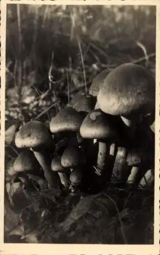 Ak Waldpartie, Pilze