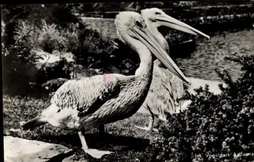 Ak Alphen aan den Rijn Südholland, Vogelpark, Pelikane