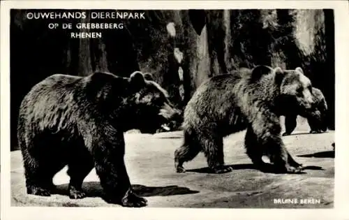 Ak Rhenen Utrecht, Zwei Braunbären im Ouwehands Dierenpark in Rhenen