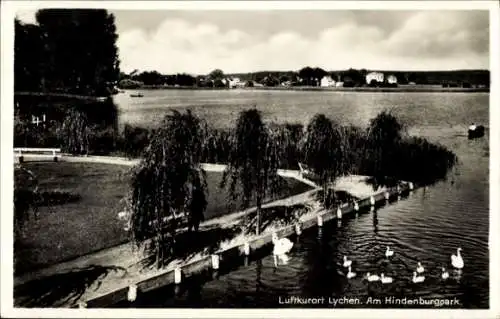 Ak Lychen in der Uckermark, Luftkurort  Hindenburgpark, See mit Schwänen, Bäume am Ufer