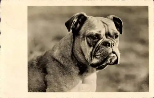 Ak Englische Bulldogge, Tierportrait