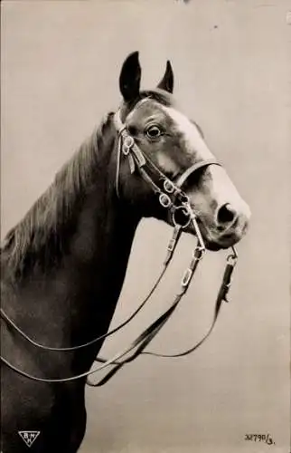 Ak Pferd, Portrait