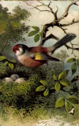 Künstler Ak Vogel, Vogelnest