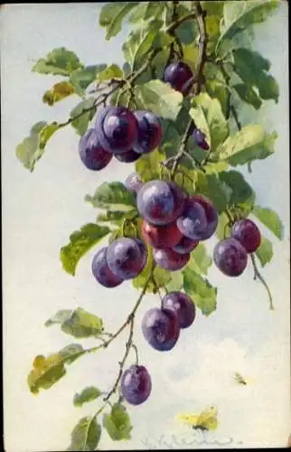 Künstler Ak Klein, C., Pflaumen, Obstbaum