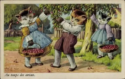 Ak Vermenschlichte Katzen bei der Kirschenernte