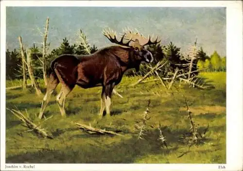 Künstler Ak Roebel, Joachim, Elch