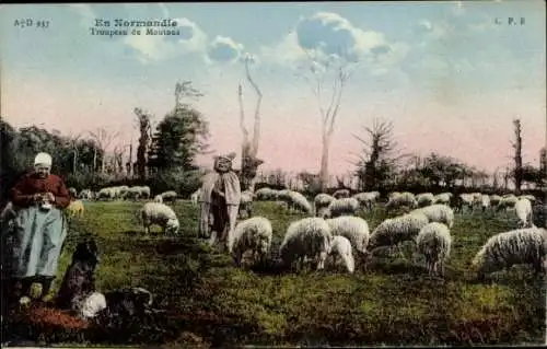Ak Cotentin Normandie Manche, Eine Herde Schafe, ein Schäfer und eine Bäuerin sind auf einer W...