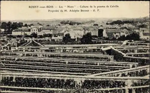Ak Rosny sous Bois Seine Saint Denis, Les Murs, Culture de la pomme de Calville
