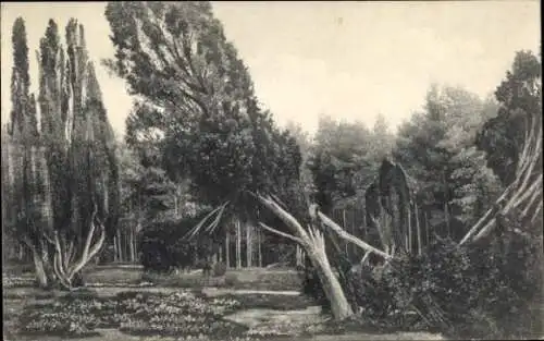 Ak Lüneburger Heide, Wacholdergruppe, Bäume, Landschaftsaufnahme, Natur