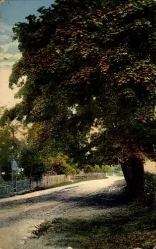 Ak Caputh Schwielowsee, Landschaftsaufnahme, breite Landstraße, große Bäume, hügelige Umgebung
