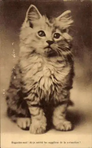 Ak Kleine Katze, Kätzchen, Tierporträt