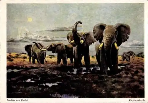 Künstler Ak Roebel, J. von, Elefantenherde