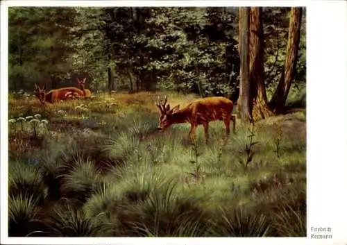 Künstler Ak Reimann, Friedrich, Rehe am Waldesrand
