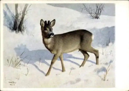 Künstler Ak Frey, H., Rehbock im Winter