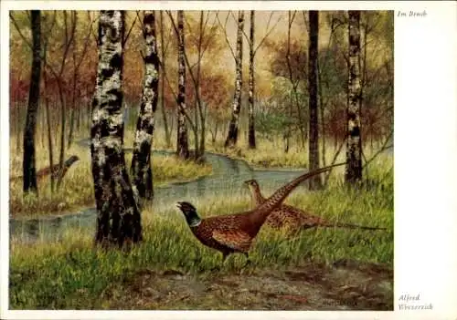 Künstler Ak Weczerzick, A., Auerhühner im Wald