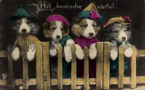 Ak Gekleidete Hunde am Zaun, Vermenschlichte Tiere