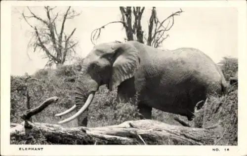 Ak Tierwelt, Elefant, Bäume
