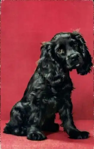 Ak Schwarzer Hund, Tierporträt