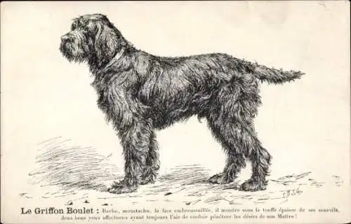 Künstler Ak Hund, Griffon Boulet