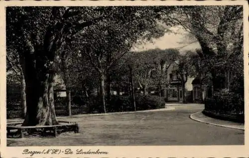 Ak Bergen Nordholland Niederlande, Bergen (NH) - De Lindenboom, Bäume, Straße, Gebäude im Hint...