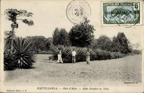 CPA Nola Haute-Sanaga Cameroun, Haie d'Aloès