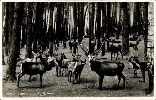 Ak Moritzburg in Sachsen, Hirschfütterung, Rehe und Hirsche im Wald, Schwarz-Weiß-Fotografie
