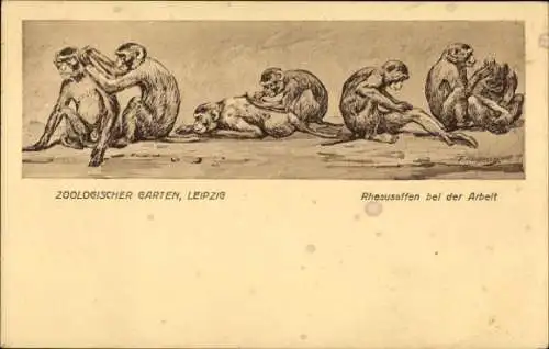 Künstler Ak Leipzig, Zoologischer Garten, Rhesusaffen bei der Arbeit