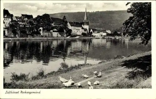 Ak Neckargemünd am Neckar, Städtische Ansicht, Kirche, Flusslandschaft, Enten am Ufer