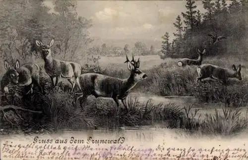 Ak Berlin Wilmersdorf Grunewald, Rehe