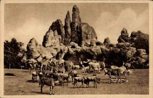 Ak Hamburg Eimsbüttel Stellingen, Hagenbecks Tierpark, Heufressergehege