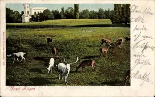 Ak Putbus auf der Insel Rügen, Schlosspark, Hirsche