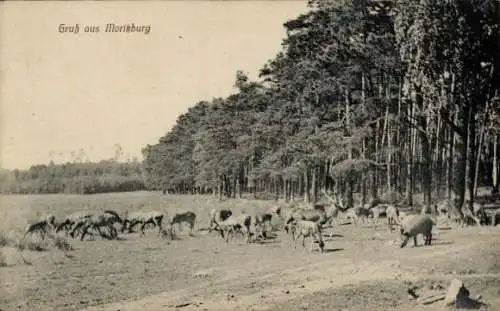 Ak Moritzburg in Sachsen, Gruß aus  Waldlandschaft, Wildtiere