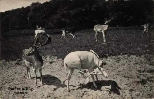 Ak Putbus auf der Insel Rügen, Wildpark, Rotwild
