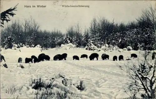 Ak Thale im Harz, Schneelandschaft, Wildschweine, Winter, Fütterung