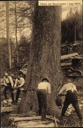 Ak Fällen der Baumriesen im bayrischen Wald, Holzfäller