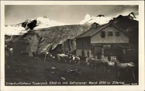 Ak Tux Zillertal Tirol, Tuxerjoch mit Gefrorener Wand, Weidende Kühe, Alpen