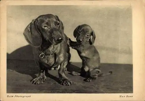 Ak Dackel, Tierportrait