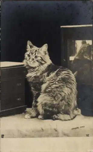 Ak Katze, Hauskatze, Spiegel, Tierporträt