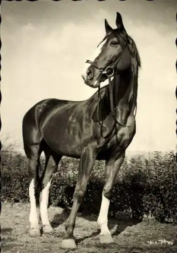 Ak Pferd, Portrait