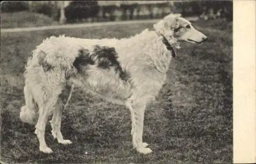 Ak Windhund, Rassehund