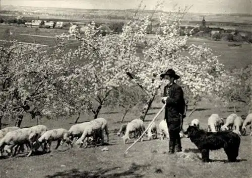 Ak Hörselberg Hainich in Thüringen, Schafherde, Hirte, Pfingsten