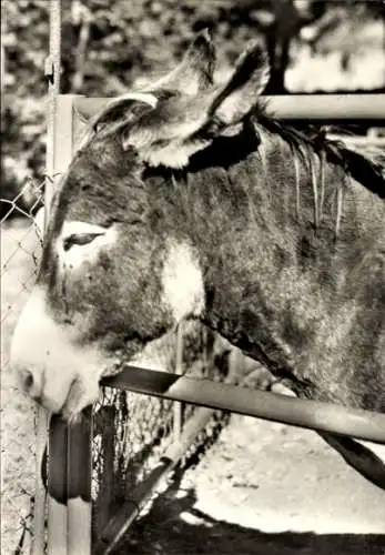 Ak Chemnitz in Sachsen, Tierpark, Hausesel