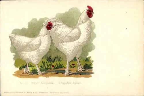 Ak Weiße Langshan, Langshan blancs